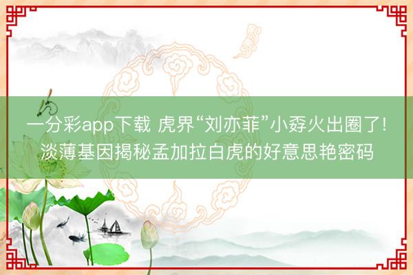 一分彩app下载 虎界“刘亦菲”小孬火出圈了!淡薄基因揭秘孟加拉白虎的好意思艳密码